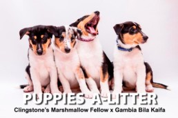 PUPPIES A-LITTER
